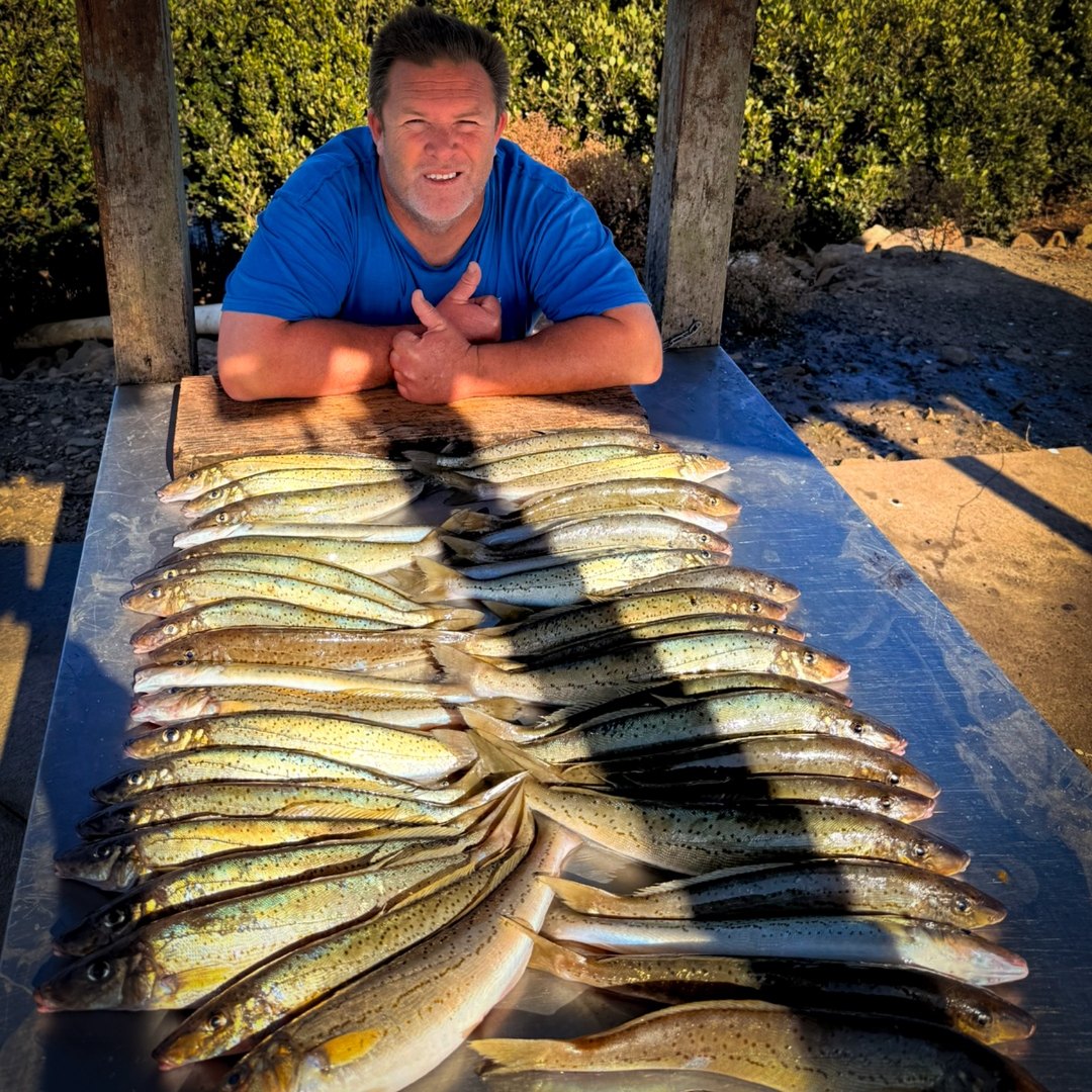 Big bag of King George Whiting on the cleaning table — Port Phillip Bay
