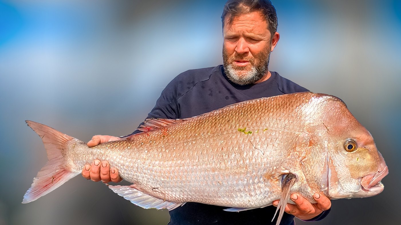 20lb snapper caught on a Reedy's 187 hook