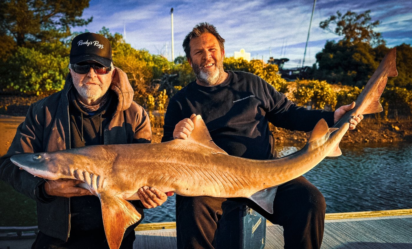 Big gummy shark caught in Western Port by Reedy's Rigs